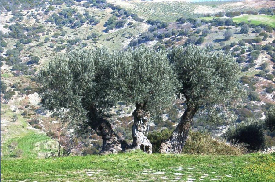 Grassetti Villa Montegiordano Dış mekan fotoğraf